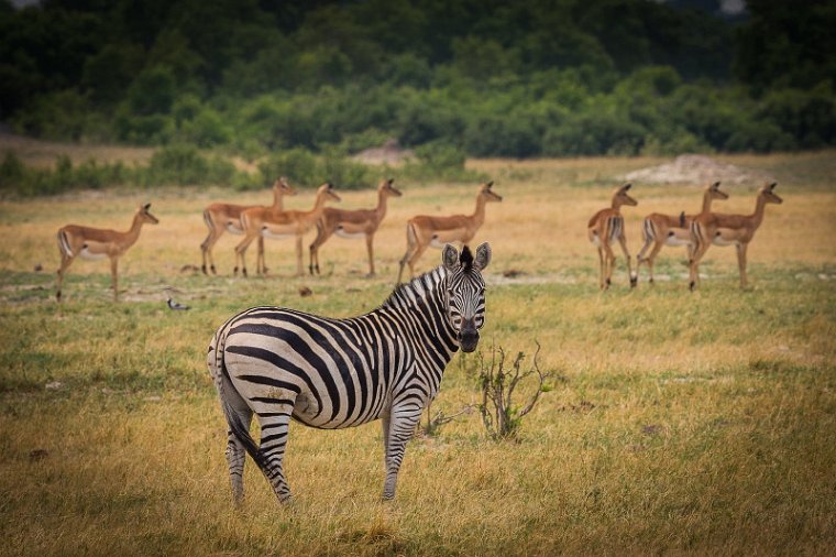 066 Zimbabwe, Hwange NP, impala's en zebra.jpg